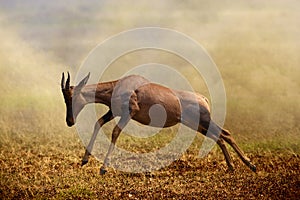 A jumping Topi antelope, Masai Mara