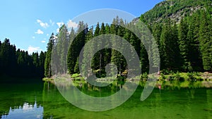 Jumping trout fish in emerald green waters of an alpine mountain lake in the forest.