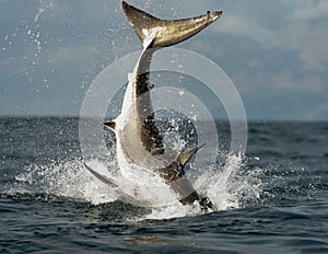 Jumping white shark