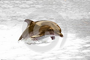 Jumping wild speedy bottlenose dolphin in Black sea