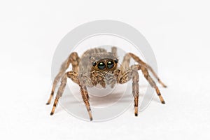 Jumpping spider on white background photo