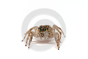 Jumpping spider on white background photo