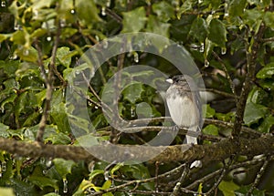 Junco Bird Sitting on Tree Branch Facing Left