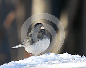 Junco bird in the snow photo