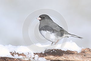 Junco On A Branch With Snow