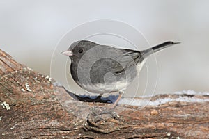 Junco On A Branch With Snow
