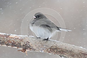 Junco On A Branch in a Snow Storm