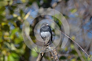 Junco on a branch on a sunny autumn day.