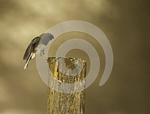 Junco Comes To The Sunflower Seeds