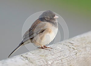 Junco