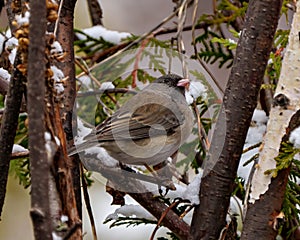 Junco Dark-eyed Photo and Image. Close-up side view perched on a tree branch with a blur forest background in its environment and