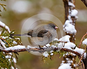 Junco Dark-eyed Photo and Image. Junco close-up side view perched on a cedar tree branch with a blur forest background in its