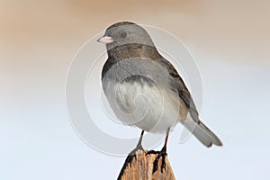 Junco On A Fence