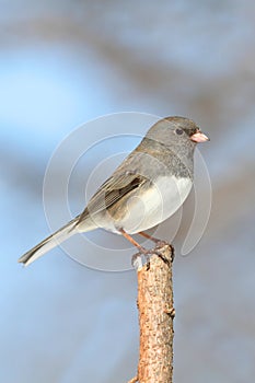 Junco (junco hyemalis) On A Branch