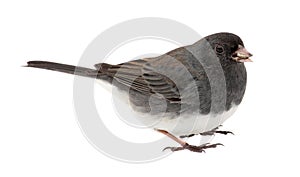 Junco, Junco hyemalis, Isolated