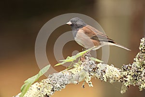 Junco On Knob Of Perch