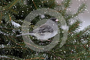 Junco In A Light Snowfall