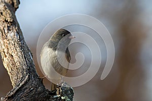 Junco Perched