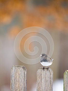 Junco perched on a fencepost