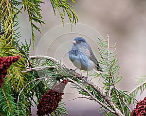 Junco Photo and Image. Slate Coloured Junco perched on a red staghorn sumac with a soft background in its environment and