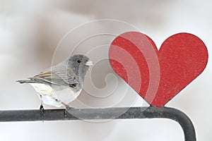 Junco With A Red Heart