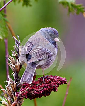Junco Slate Coloured Photo and Image. Slate Coloured Junco close-up rear view perched on ared stag horn sumac branch with a soft