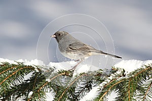 Junco On A Snow-covered Branch