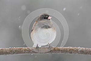 Junco On A Snow-covered Branch