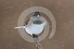 Junco On A Snow-covered Branch