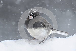 Junco On A Snow-covered Branch