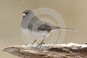 Junco On A Snow-covered Branch