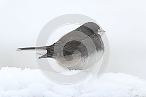 Junco In a Snow Storm
