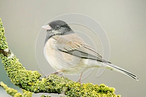 Junco Sparrow