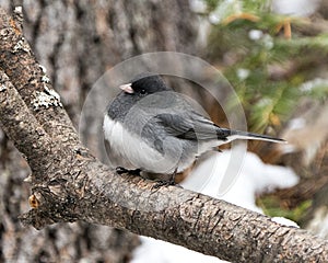 Junco Stock Photo. Perched on a branch displaying grey feather plumage, head, eye, beak, feet, with a blur background in its envir
