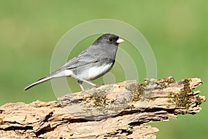Junco On A Stump