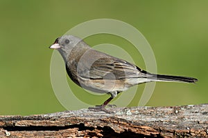 Junco On A Stump