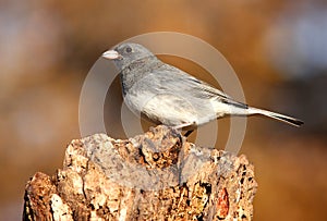 Junco On A Stump