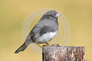 Junco On A Stump