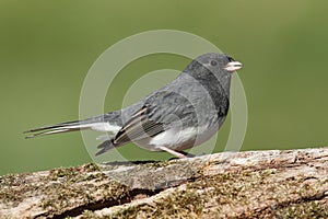 Junco On A Stump