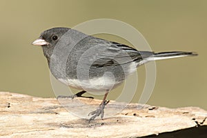 Junco On A Stump