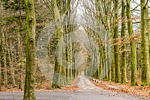 Junction of two dirt roads in a forest