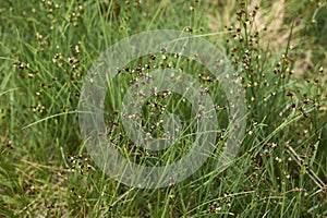 Juncus articulatus close up