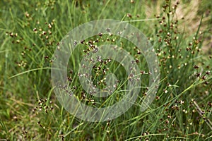 Juncus articulatus close up