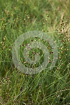 Juncus articulatus close up