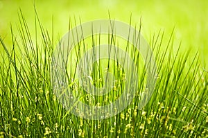 Juncus effusus in rain, UK, summer