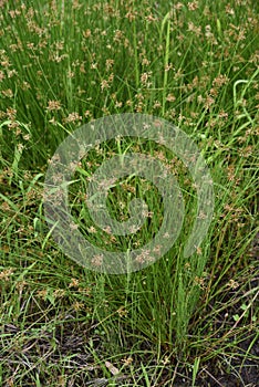 Juncus effusus Soft rush