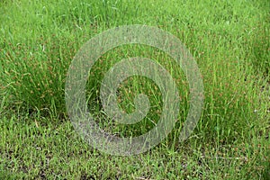 Juncus effusus Soft rush