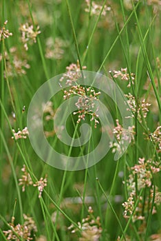Juncus effusus Soft rush