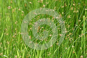 Juncus effusus Soft rush