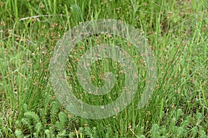 Juncus effusus Soft rush